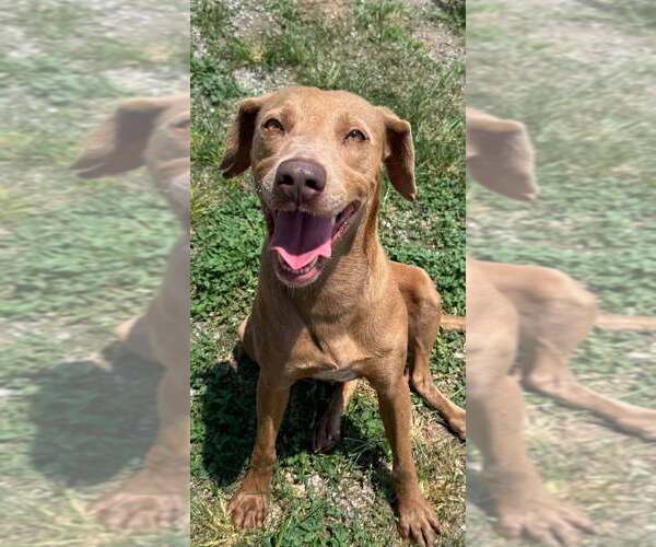 Medium Photo #1 Mutt Puppy For Sale in Abbeville, LA, USA
