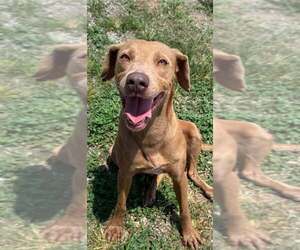 Mutt Dogs for adoption in Abbeville, LA, USA