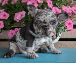 Small #2 French Bulldog