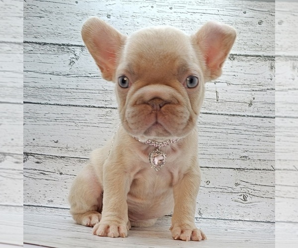 Medium Photo #1 French Bulldog Puppy For Sale in INDIANAPOLIS, IN, USA