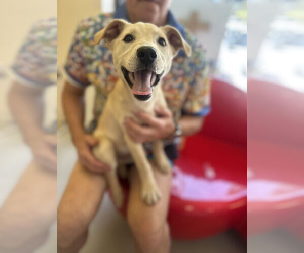 Medium Photo #2 Mutt Puppy For Sale in Studio City, CA, USA