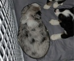 Small Photo #4 Miniature Australian Shepherd Puppy For Sale in MEMPHIS, MO, USA