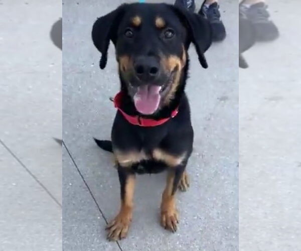 Medium Photo #1 Rottweiler Puppy For Sale in Hillsboro, NH, USA