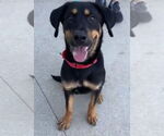 Small Rottweiler