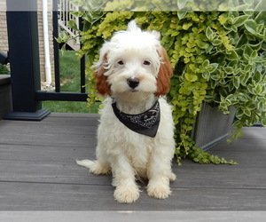 Cavapoo Puppy for sale in MILLERSBURG, OH, USA