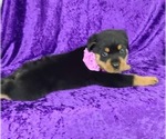 Small Photo #3 Rottweiler Puppy For Sale in OCALA, FL, USA