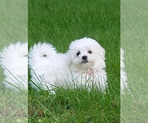 Bichon Frise Puppy for sale in STAFFORD SPRINGS, CT, USA