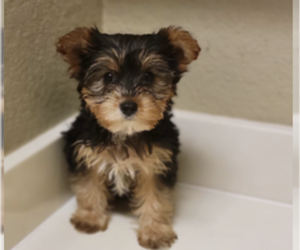 Yorkshire Terrier Puppy for sale in GRAPEVINE, TX, USA
