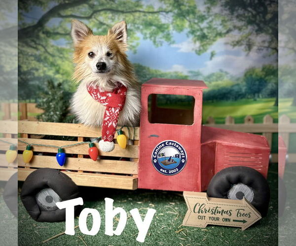 Medium Photo #3 Pomeranian-Unknown Mix Puppy For Sale in Arcadia, FL, USA