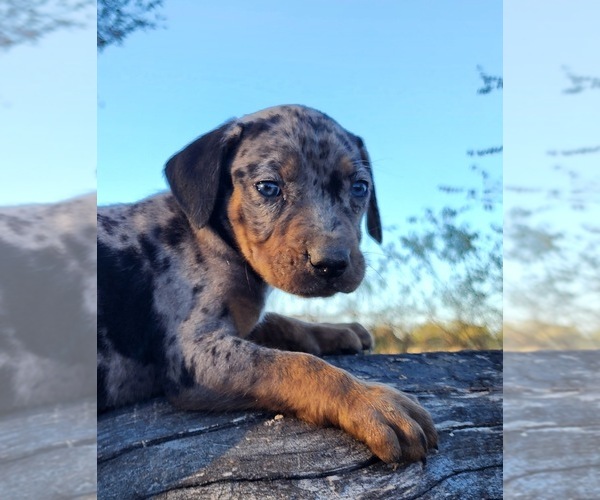 Medium Photo #2 Catahoula Leopard Dog Puppy For Sale in CUMBY, TX, USA