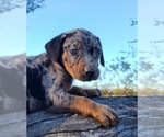 Small #1 Catahoula Leopard Dog