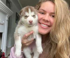 Siberian Husky Puppy for sale in TAMPA, FL, USA