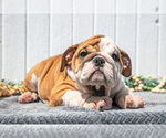 Small #6 English Bulldog