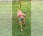 Small #4 Vizsla Mix