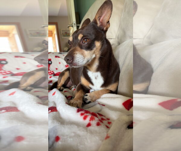 Medium Photo #4 Chiweenie Puppy For Sale in Grafton, WI, USA