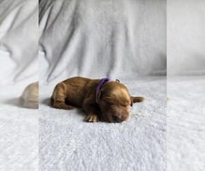 Golden Retriever Puppy for sale in WILLIAMSTOWN, KY, USA