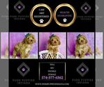 Small Photo #49 Poodle (Toy) Puppy For Sale in WARSAW, IN, USA