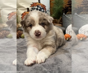 Australian Shepherd Puppy for sale in EXETER, MO, USA