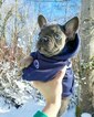 Small Photo #29 French Bulldog Puppy For Sale in MARYSVILLE, WA, USA