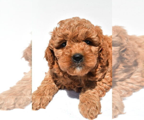 Medium Photo #58 Goldendoodle mix (+ Poodle Miniature) Puppy For Sale in DURHAM, CT, USA