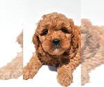 Small #57 Goldendoodle mix (+ Poodle Miniature)
