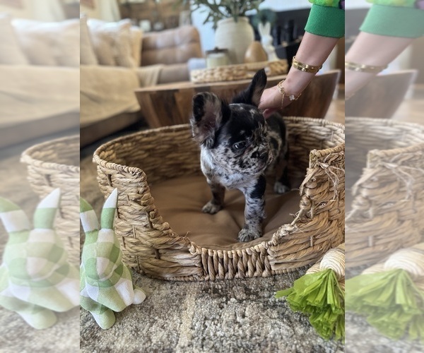 Medium Photo #4 French Bulldog Puppy For Sale in BONNEAU, SC, USA