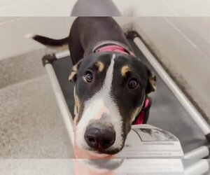 Bull Terrier-German Shepherd Dog Mix Dogs for adoption in Houston, TX, USA