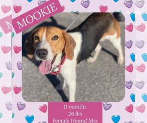 Mutt Dogs for adoption in Woodbury, NY, USA
