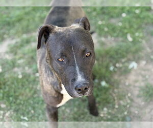 Mutt Dogs for adoption in Tulsa, OK, USA