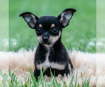 Small #1 Chihuahua