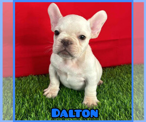 French Bulldog Puppy for sale in ALBUQUERQUE, NM, USA