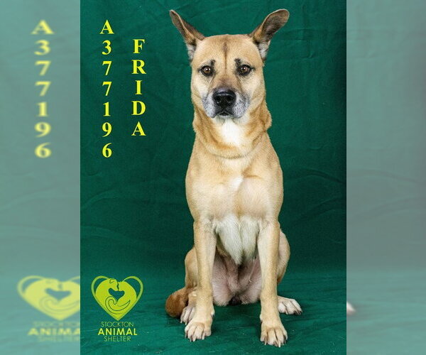 Medium Photo #2 Carolina Dog-Unknown Mix Puppy For Sale in Stockton, CA, USA