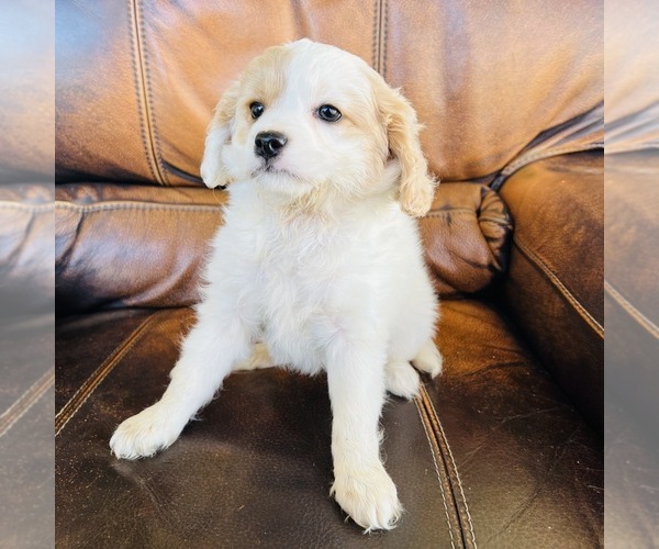 Medium Photo #7 Cavapoo Puppy For Sale in FRESNO, OH, USA