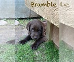 Puppy Bramble Labrador Retriever