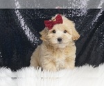 Small #1 Maltipoo