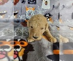 Small Photo #18 Poodle (Standard) Puppy For Sale in LUTZ, FL, USA