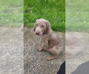 Weimaraner Puppy for sale in BUFFALO, NY, USA