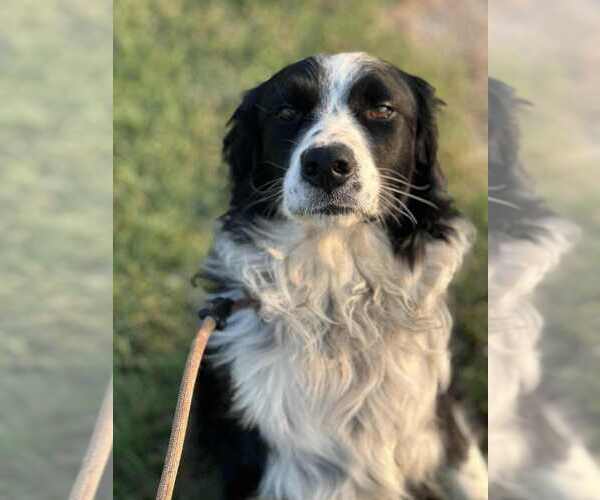 Medium Photo #2 Border Collie-Unknown Mix Puppy For Sale in Evansville, IN, USA