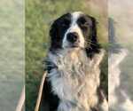 Small #1 Border Collie Mix