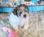 Small Photo #1 ShihPoo Puppy For Sale in BOCA RATON, FL, USA
