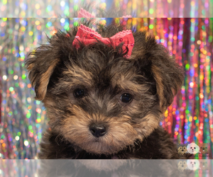 Morkie-Poodle (Toy) Mix Puppy for sale in SAFFORD, AZ, USA