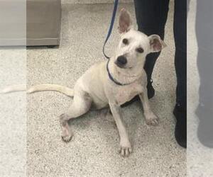 Mutt Dogs for adoption in Conroe, TX, USA