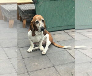Basset Hound-Unknown Mix Dogs for adoption in New London, WI, USA