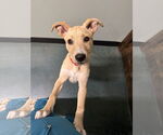 Small #1 Labrador Retriever Mix