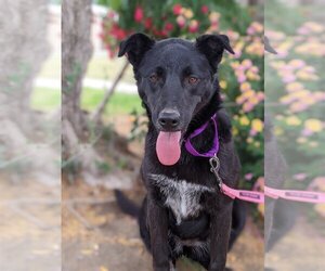 Border Collie-Unknown Mix Dogs for adoption in Fresno, CA, USA
