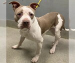 A1442032 - Male Mutt Dog for Adoption - Small photo