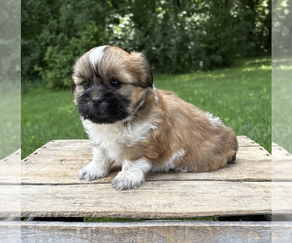 Medium Photo #2 Shih Tzu Puppy For Sale in MIDDLEBURY, IN, USA