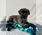 Small #4 Pug