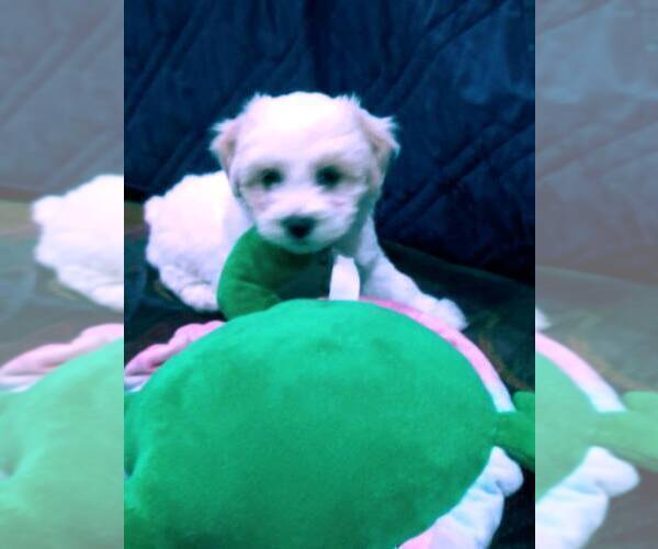 Medium Photo #1 Maltese Puppy For Sale in ONTARIO, CA, USA
