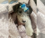 Puppy 5 Wire Fox Terrier